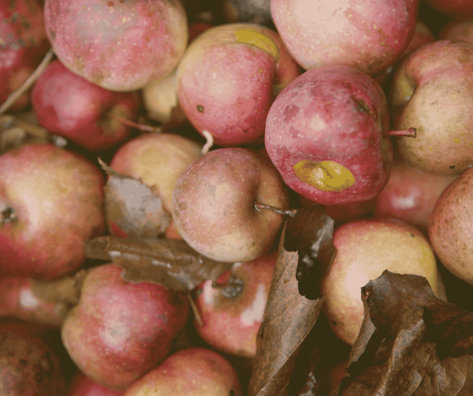 Blog Jahreskreisfest Erntedank Herbsttagundnachtgleiche Die reifen Äpfel fallen