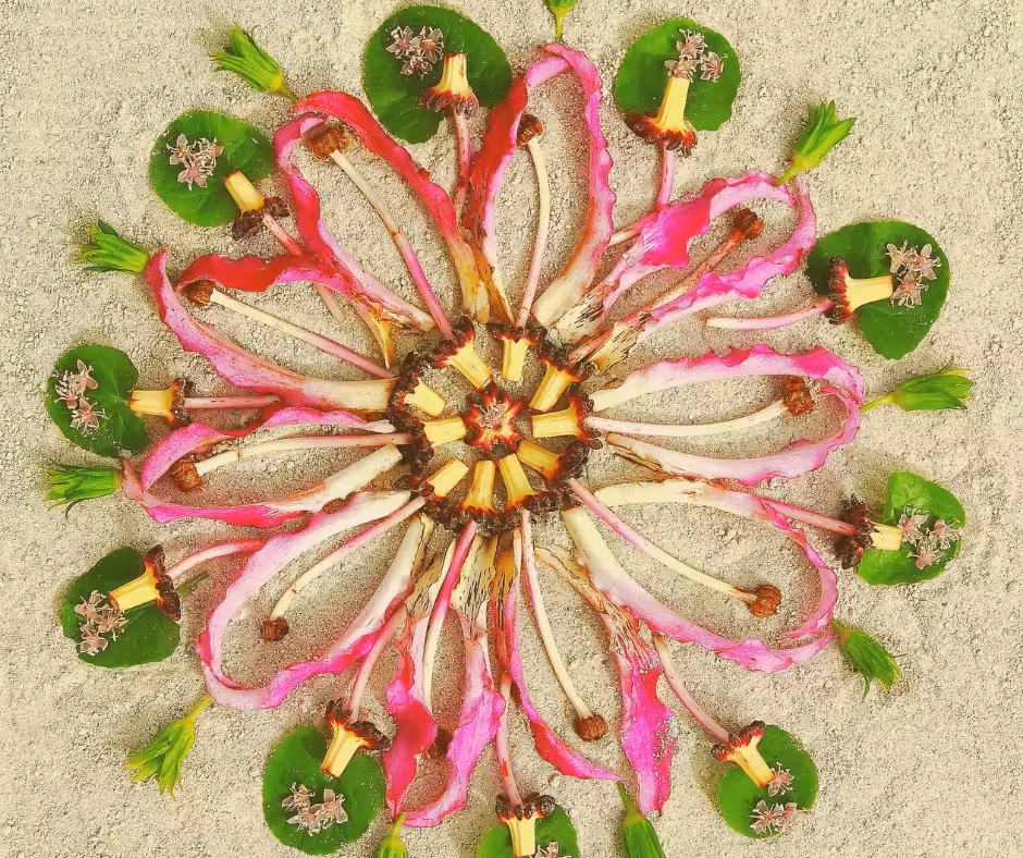 Deine Wahrheit: Schamanische Botschaft des Kolibri Blog Blütenkreis