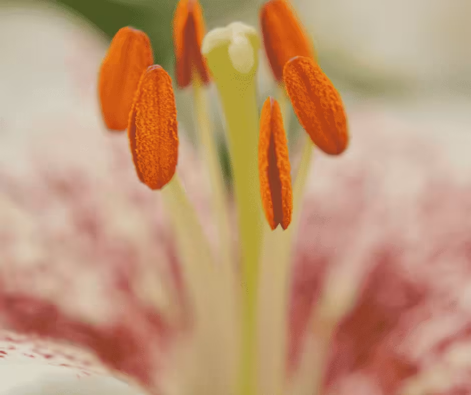 Deine Wahrheit: Schamanische Botschaft des Kolibri Blog Nektar