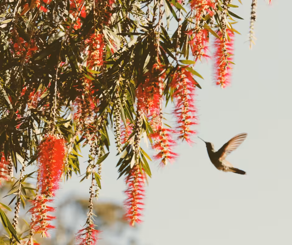 Deine Wahrheit: Schamanische Botschaft des Kolibri Blog Kolibri und Blüten