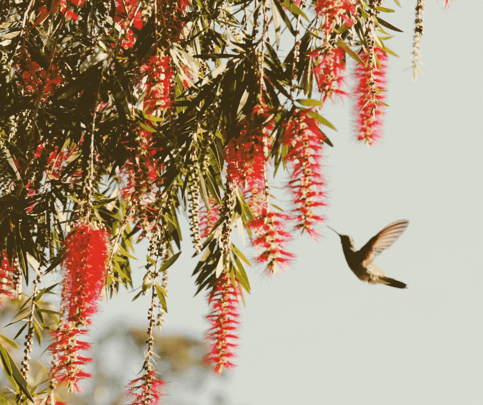 Deine Wahrheit: Schamanische Botschaft des Kolibri Blog Kolibri und Blüten