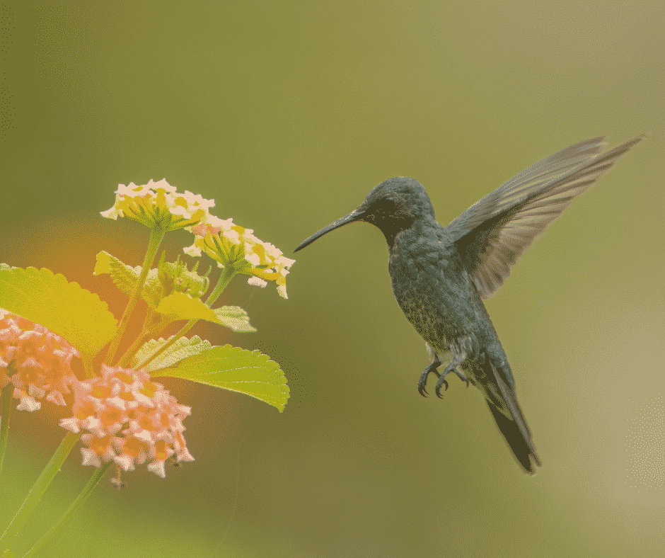 Deine Wahrheit: Schamanische Botschaft des Kolibri Blog der Kolibri