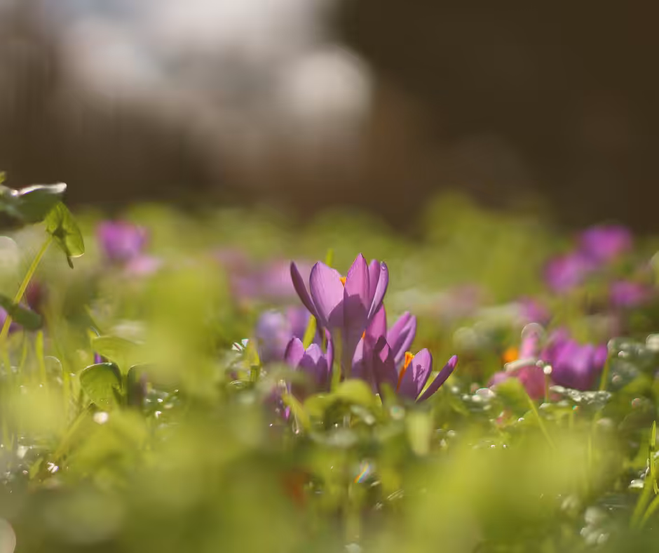 Blog- Verbinde dich mit der Natur und stärke dein Urvertrauen-der neue Frühling