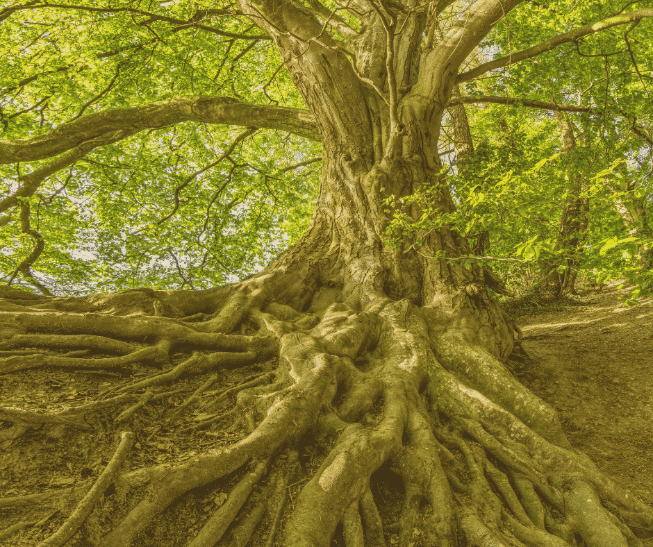 Blog- Verbinde dich mit der Natur und stärke dein Urvertrauen-Baum mit starken Wurzeln