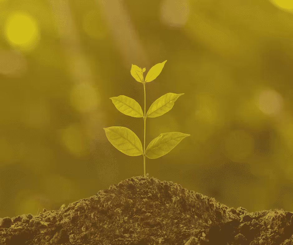 Blog- Verbinde dich mit der Natur und stärke dein Urvertrauen-wachsende Pflanze