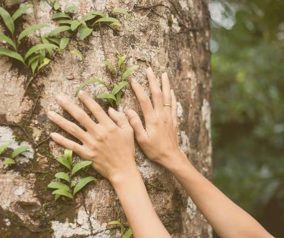Die Natur als Brücke vom Kopf in den Bauch einen Baum berühren