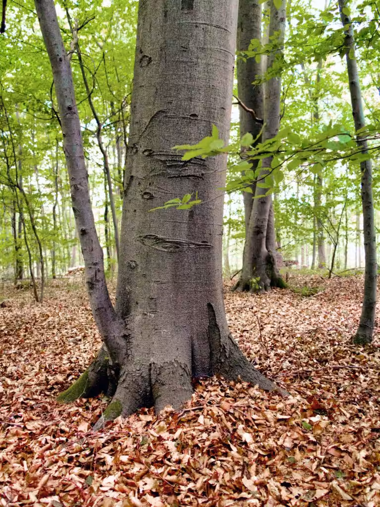 Kraftorte in der Natur-Klebäste