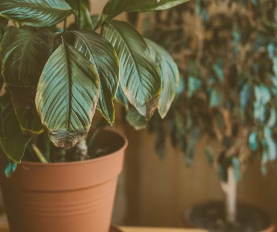 Das Geheimnis einer glücklchen Beziehung im Maas-Blog. Selbstpflege